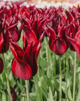 Passionate Collection - Nyhet!