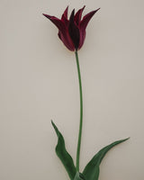 Passionate Collection - Nyhet!