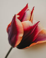 Passionate Collection - Nyhet!