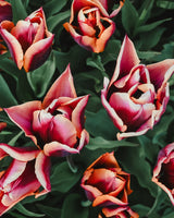 Passionate Collection - Nyhet!