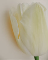 Tulpan 'Spring Green'