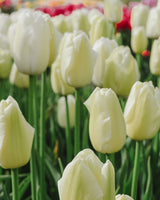 Tulpan 'Spring Green'