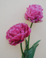 Tulpan 'Strawberry Cream'