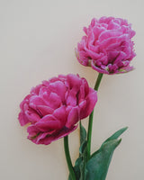 Majestic Collection - Nyhet!