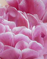 Tulpan 'Strawberry Cream'