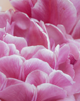 Majestic Collection - Nyhet!