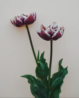 Tulpan 'Wyndham'