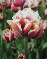 Tulpan 'Wyndham'