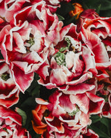 Tulpan 'Wyndham'