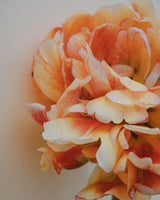 Majestic Collection - Nyhet!