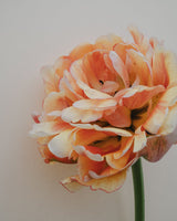 Tulpan 'Gudoshnik Double'