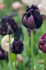 Tulpan 'Black Hero'