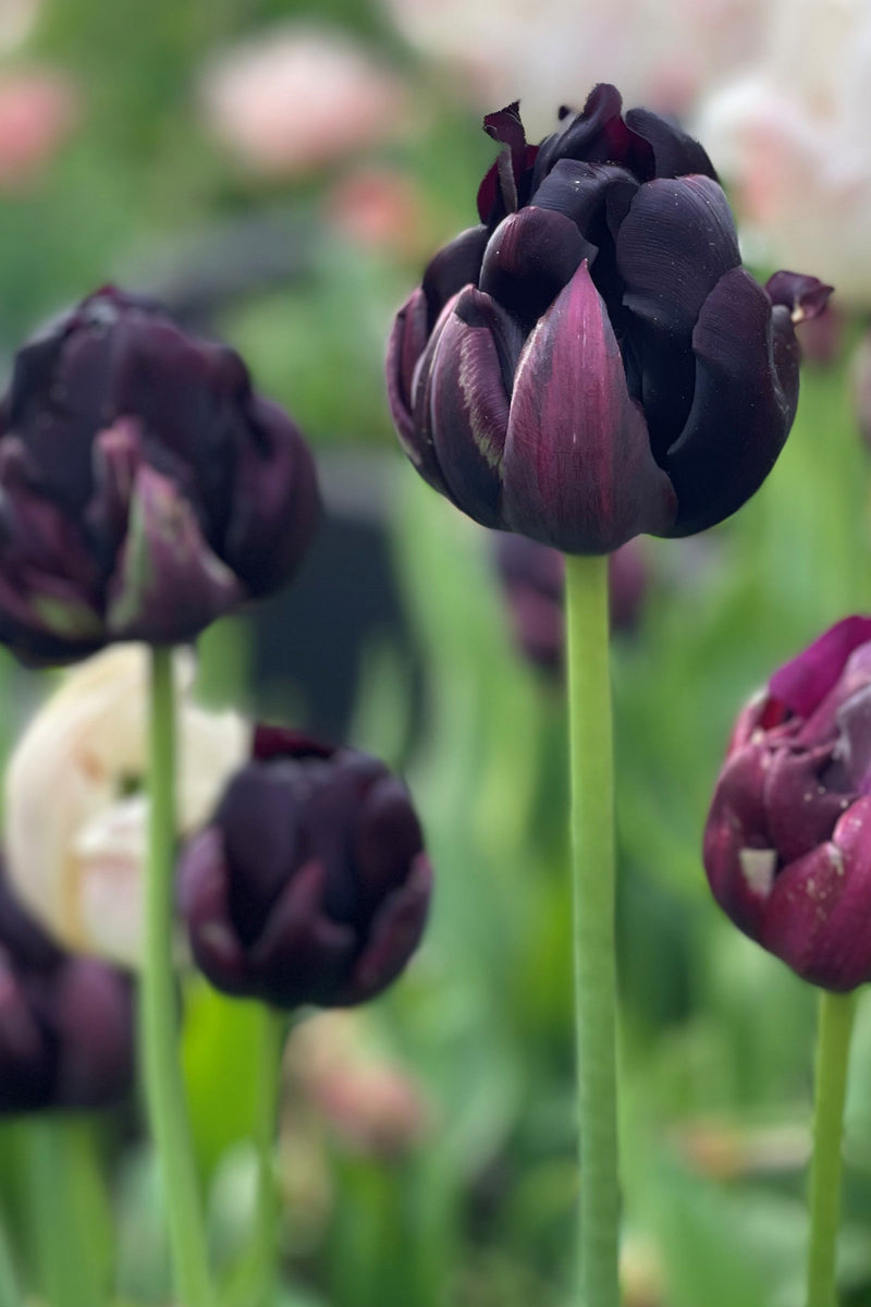 Lipstick Love Collection - designad blomsterlöksrabatt