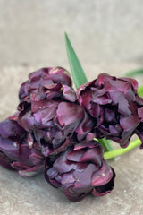 Tulpan 'Black Hero'