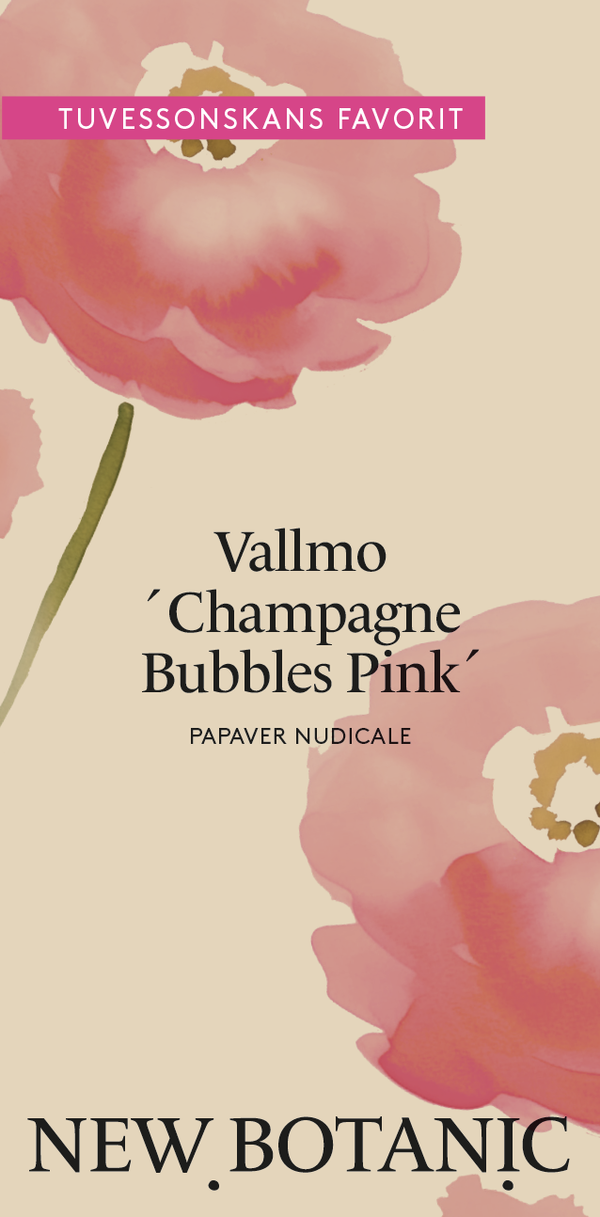 Vallmo 'Champagne Bubbles Pink' - Nyhet!
