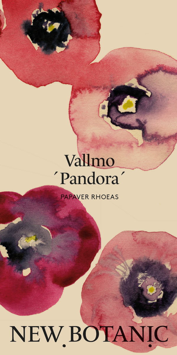 Vallmo 'Pandora' - Nyhet!