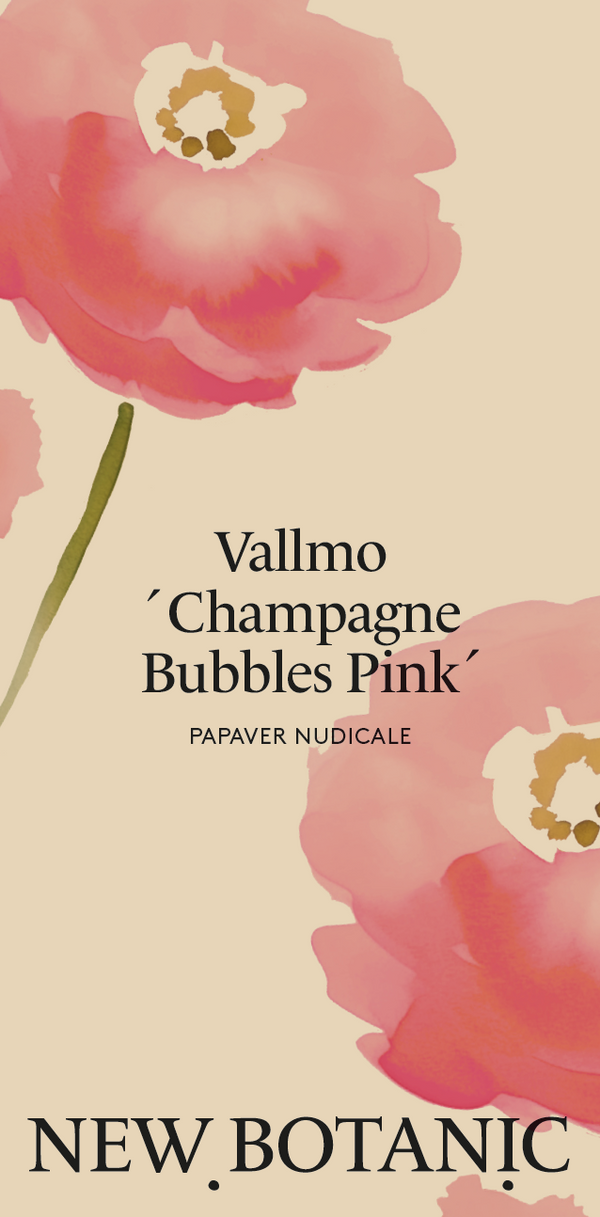 Vallmo 'Champagne Bubbles Pink' - Nyhet!