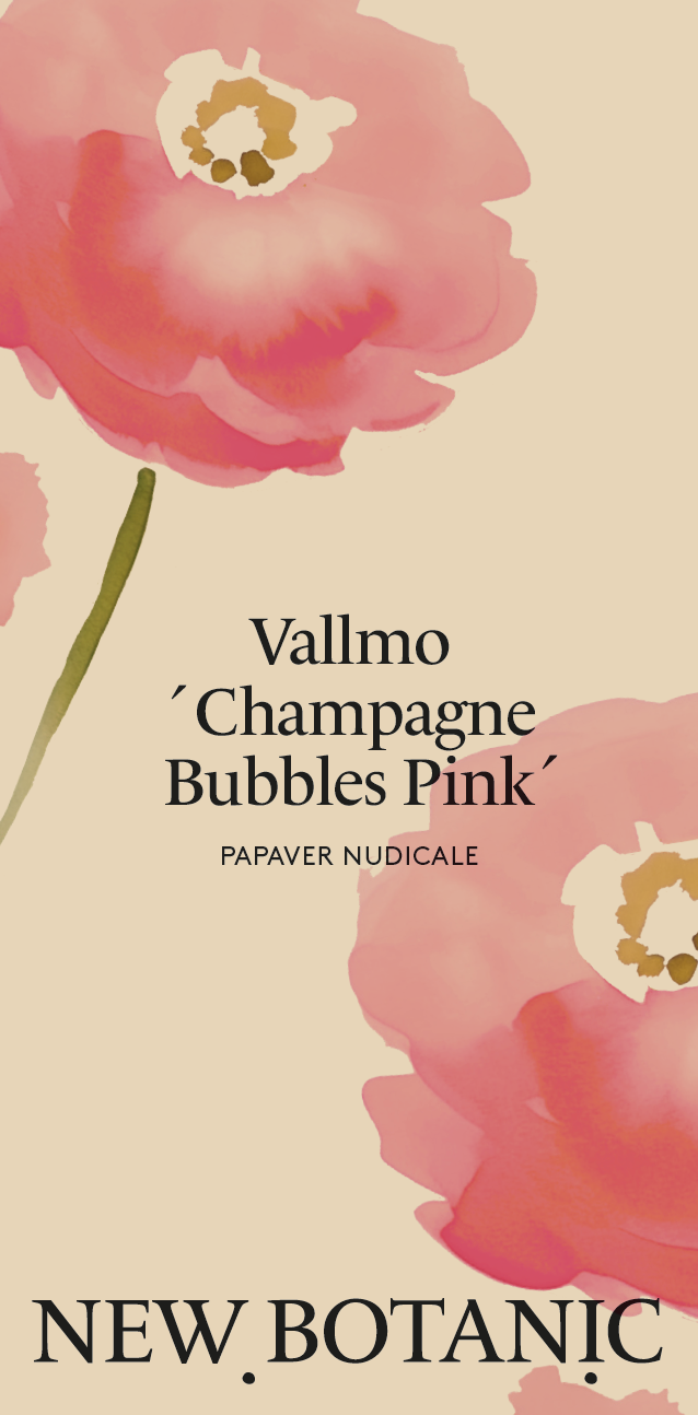 Vallmo 'Champagne Bubbles Pink' - Nyhet!