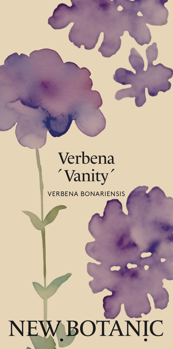 Verbena 'Vanity' - Nyhet!