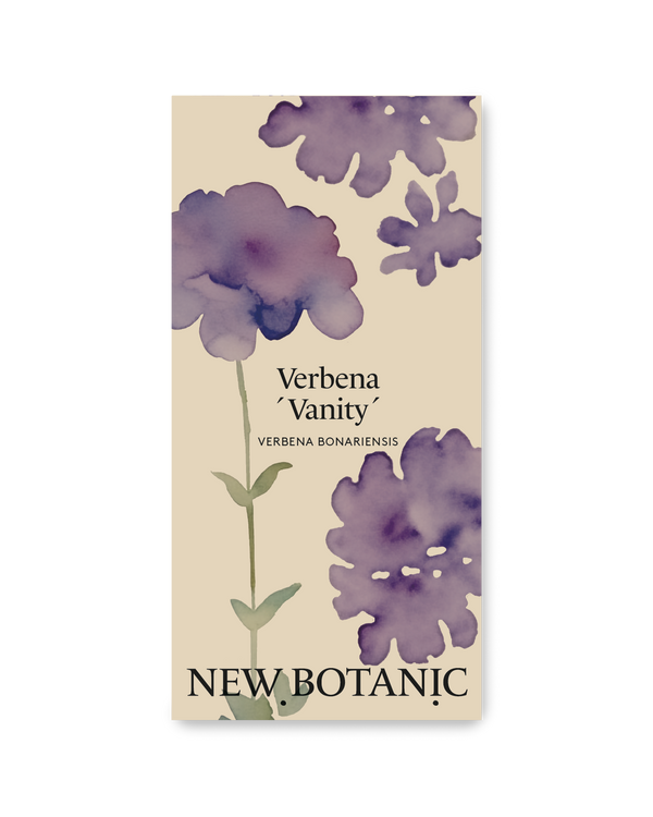 Verbena 'Vanity'