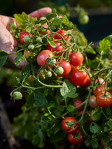 Juklapp till barnfamiljen