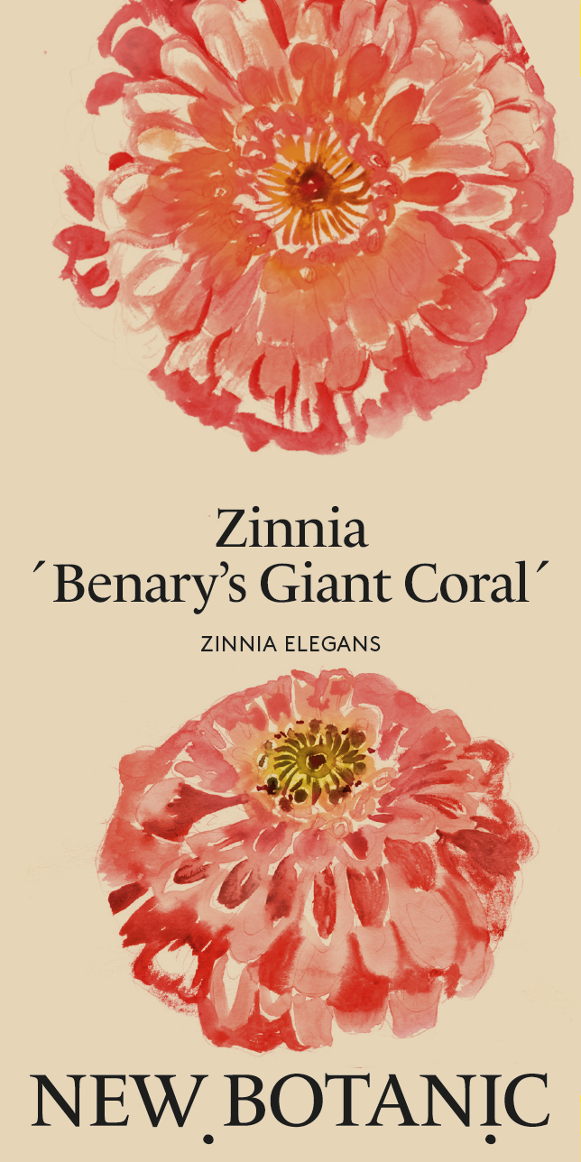 Zinnia 'Benary's Giant Coral' - Nyhet!