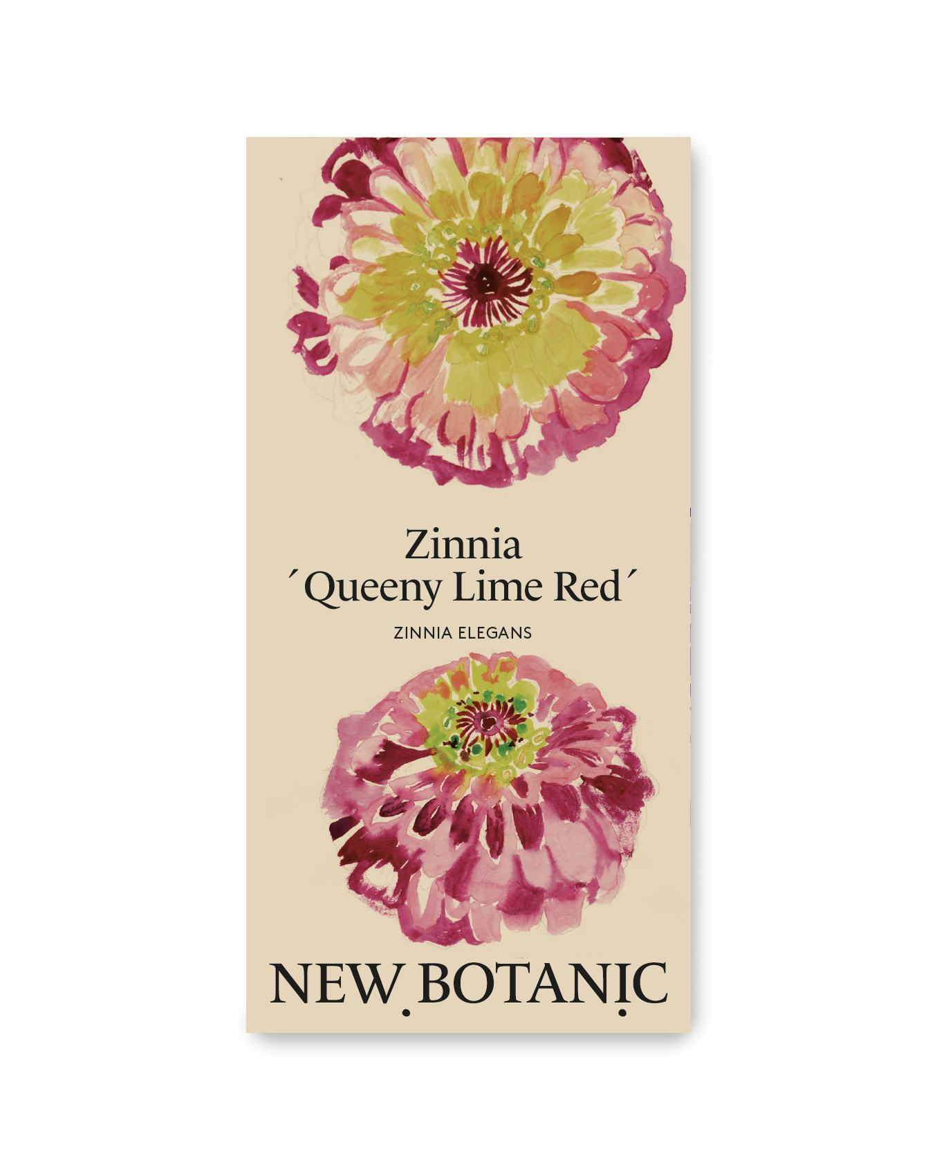Zinnia ´Queeny Lime Red´ – New Botanic