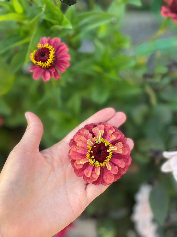 Romantiska fröpaketet - Black Botanic Week