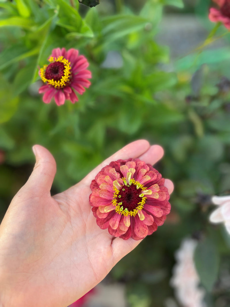 Zinnia ´Queeny Lime Red´