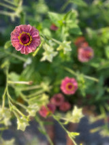 Zinnia ´Queeny Lime Red´