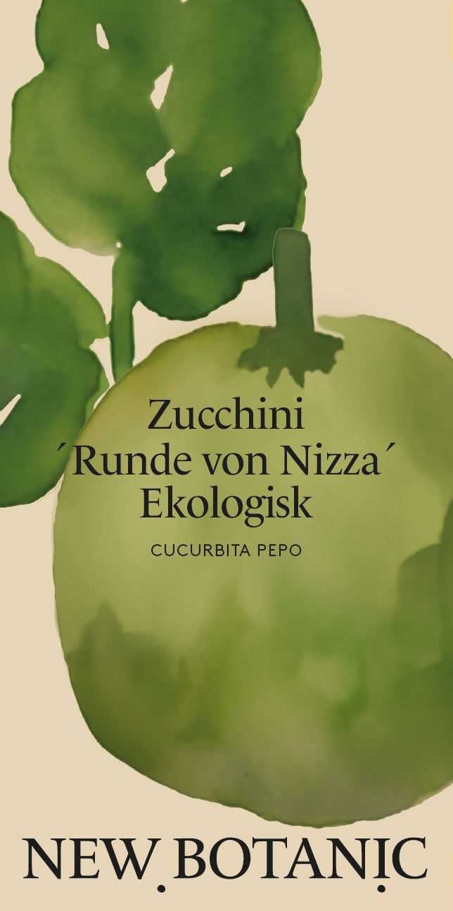 Zucchini  'Runde von Nizza' Ekologisk - Nyhet!