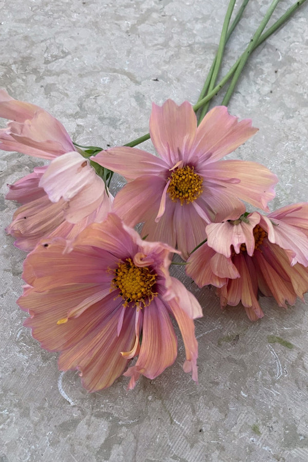 Juklapp till den planetvänliga