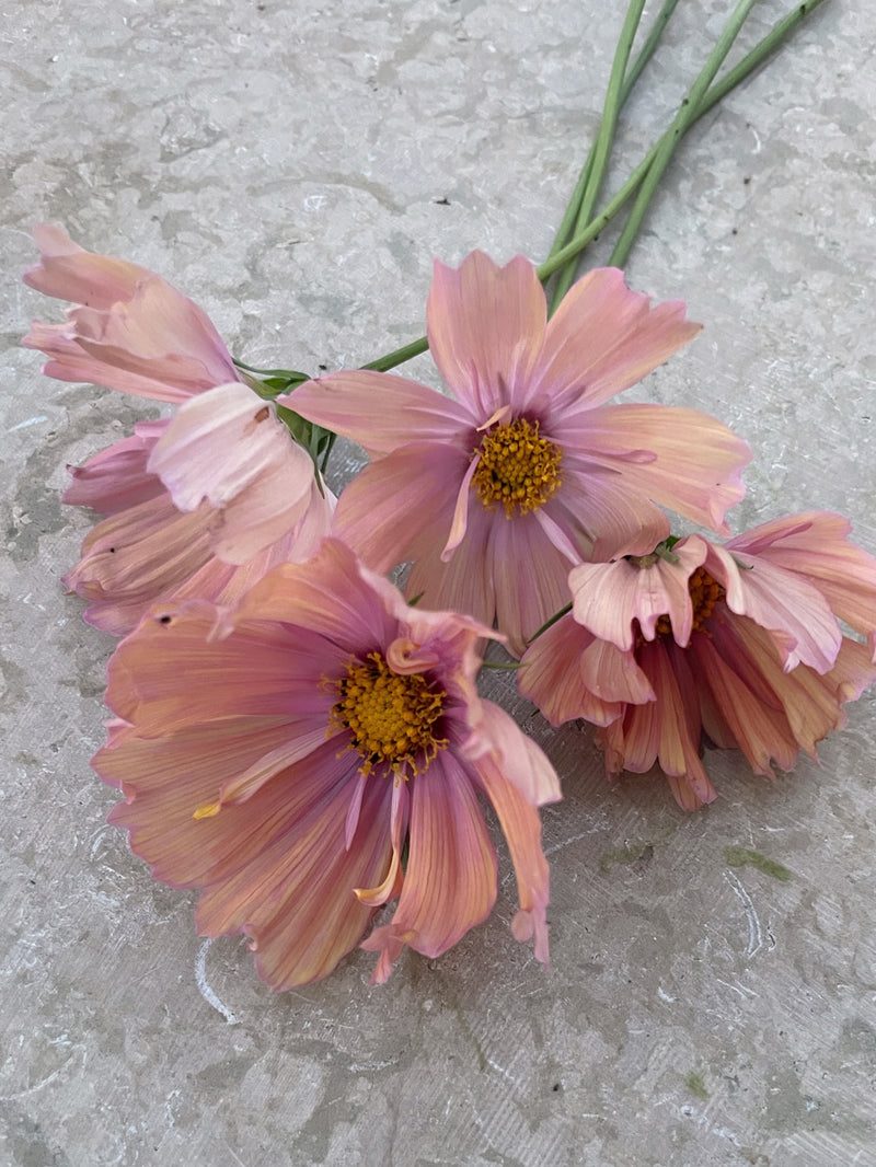 Rosenskära 'Apricotta'