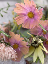 Rosenskära 'Apricotta'