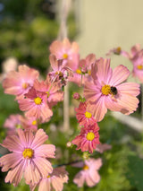 Rosenskära 'Apricotta'