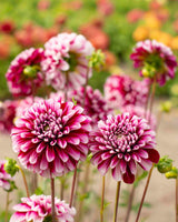 Garden Artist Collection – designad dahliarabatt