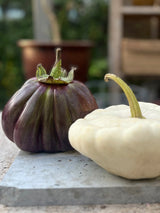 Aubergine 'Black Beauty' - Nyhet!