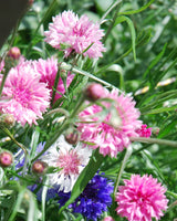 Blåklint Mix Ekologisk - Nyhet!