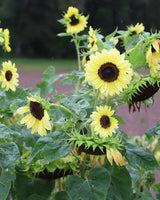 Solros 'Primrose' Ekologisk - Nyhet!