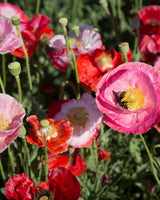 Kornvallmo 'Von Reconvilier' Ekologisk - Nyhet!