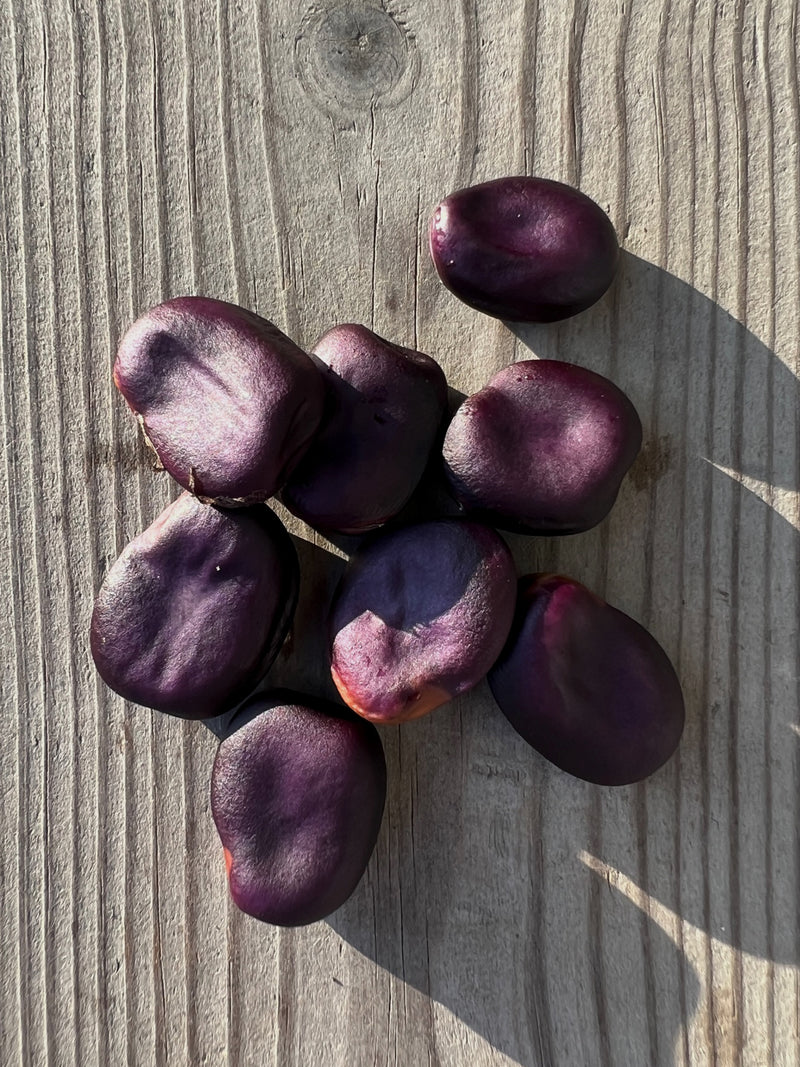 Bondböna 'Extra precoce a grano violetto' - Nyhet!