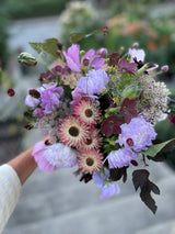 Klocktobak 'Bronze Queen' - Nyhet!