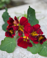 Seed collection with easy-to-grow flowers for direct sowing