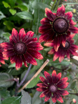 Sommarrudbeckia 'Cherry Brandy' - Nyhet!