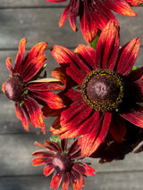 Sommarrudbeckia 'Cherry Brandy' - Nyhet!