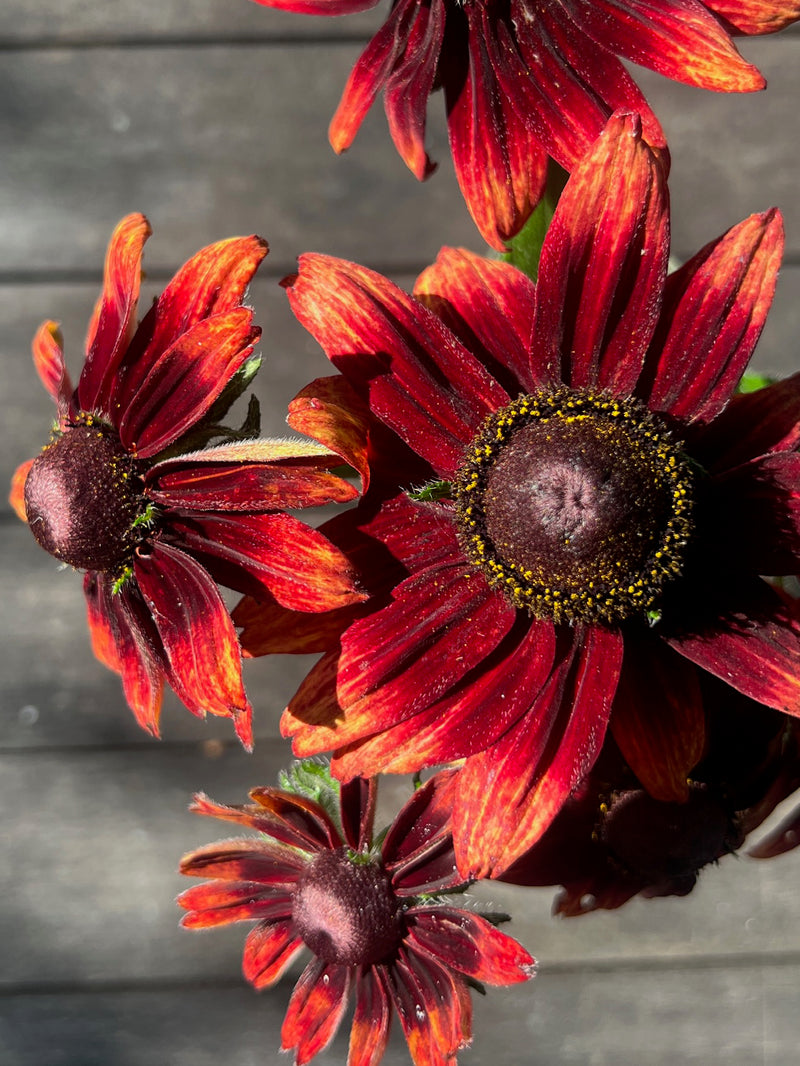 Sommarrudbeckia 'Cherry Brandy' - Nyhet!