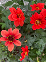 Dahlia 'Bishop's Children' - Nyhet!