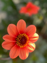 Dahlia 'Bishop's Children' - Nyhet!
