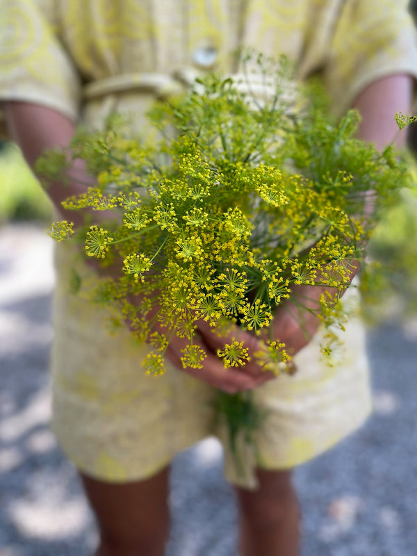 Dill 'Vierling'