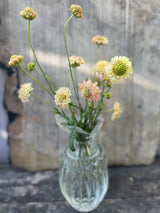 Grace Bouquet Collection - För den stilfulla odlaren